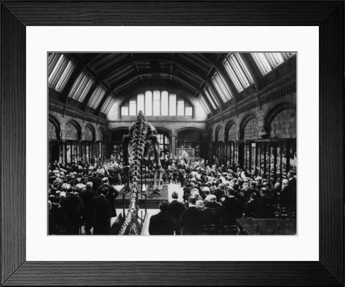 Framed Print : Diplodocus carnegii, presented by Mr Andrew Carnegie and unv Framed Print : Diplodocus carnegii, presented by Mr Andrew Carnegie and unv