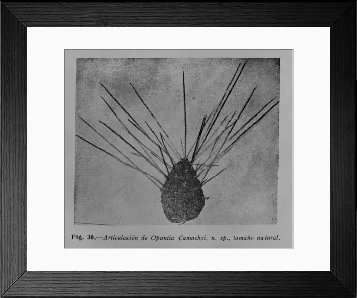 Framed Print : Opuntia camachoi, prickly pear cactus Framed Print : Opuntia camachoi, prickly pear cactus