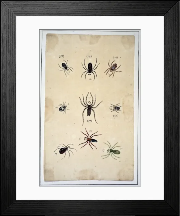 Framed Print : English spiders Framed Print : English spiders