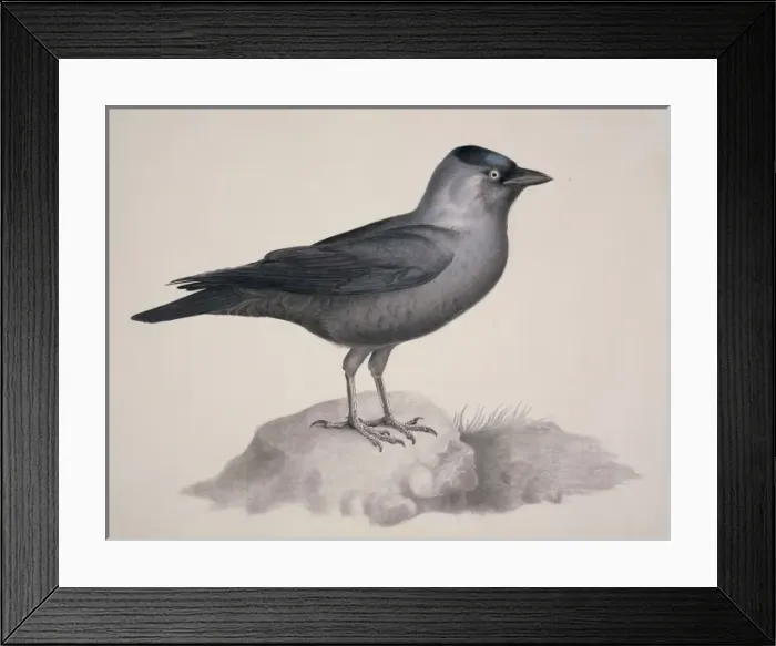 Framed Print : Corvus monedula, Eurasian jackdaw Framed Print : Corvus monedula, Eurasian jackdaw