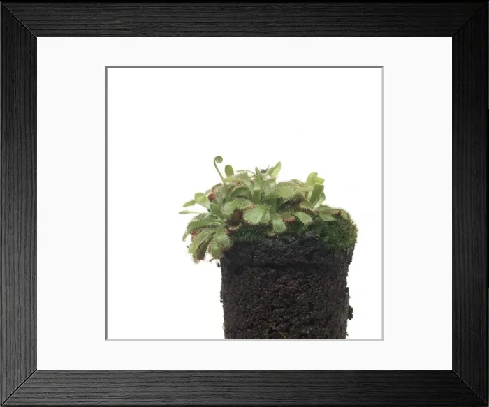 Framed Print : Drosera. Sundew. A carniviorous bog plant which collects insects by secreting Framed Print : Drosera. Sundew. A carniviorous bog plant which collects insects by secreting