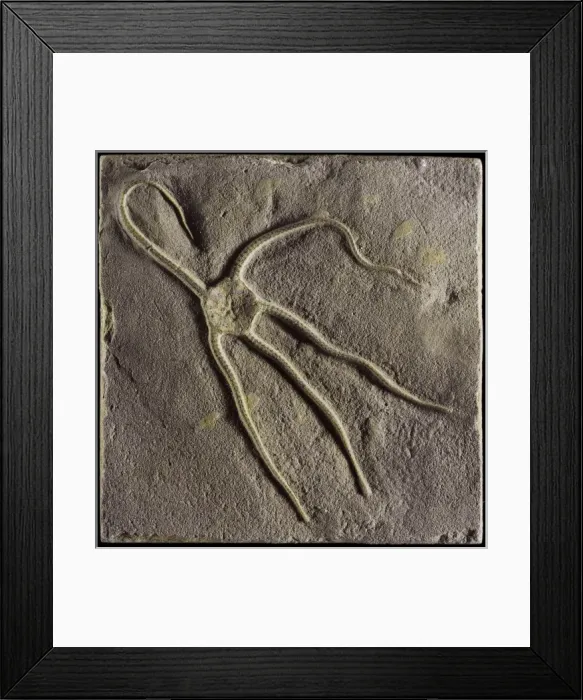 Framed Print : Ophioderma egertoni (Broderip), brittlestar Framed Print : Ophioderma egertoni (Broderip), brittlestar