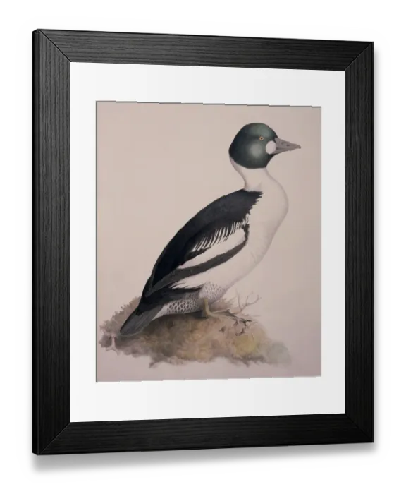 Framed Print : Bucephala clangula, common goldeneye Framed Print : Bucephala clangula, common goldeneye