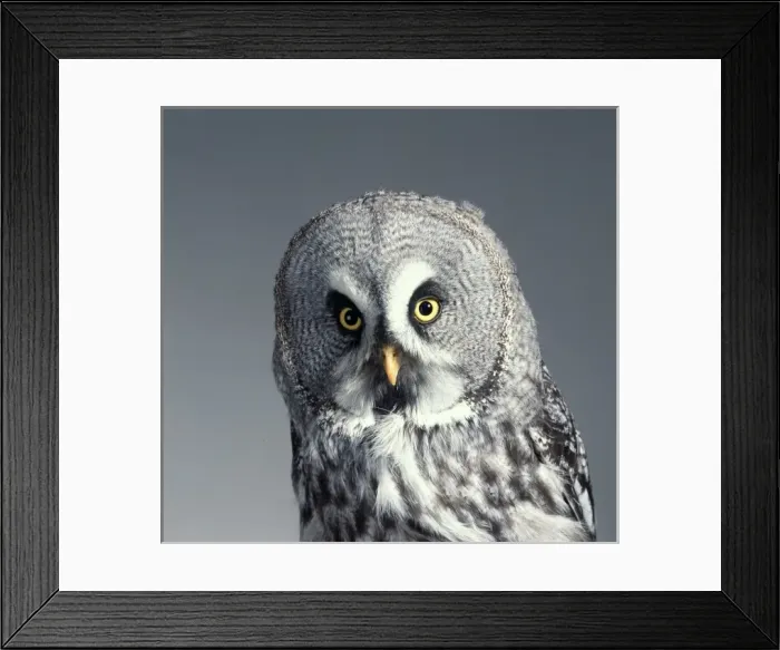 Framed Print : Strix nebulosa, great grey owl Framed Print : Strix nebulosa, great grey owl