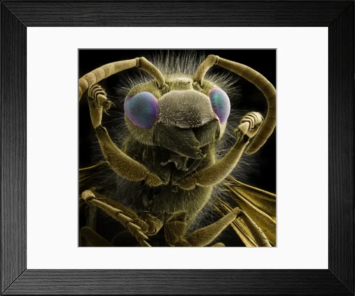 Framed Print : Vespula vulgaris, common wasp Framed Print : Vespula vulgaris, common wasp