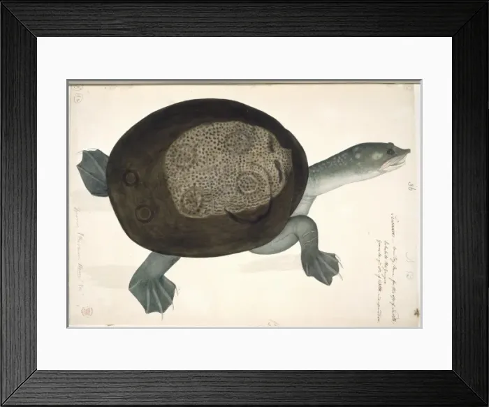 Framed Print : Trionyx sewaare, turtle Framed Print : Trionyx sewaare, turtle