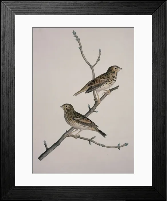 Framed Print : Miliaria calandra, corn bunting