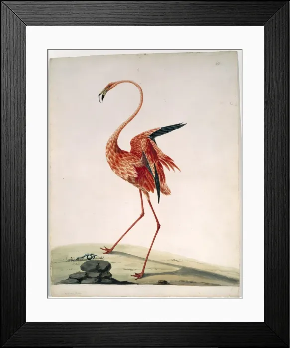 Framed Print : Phoenicopterus ruber ruber, greater flamingo Framed Print : Phoenicopterus ruber ruber, greater flamingo