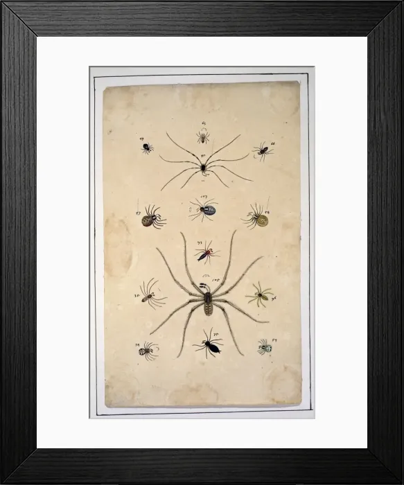 Framed Print : English spiders by Eleazar Albin Framed Print : English spiders by Eleazar Albin