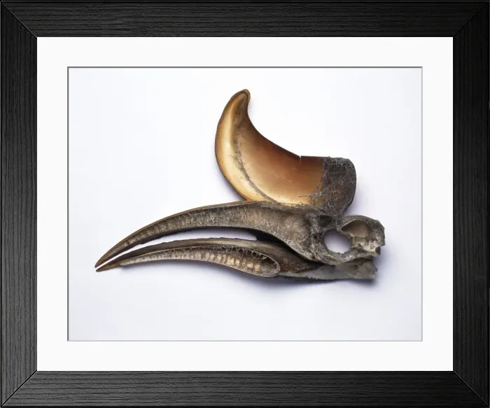 Framed Print : Buceros rhinoceros, Rhinoceros hornbill skull Framed Print : Buceros rhinoceros, Rhinoceros hornbill skull