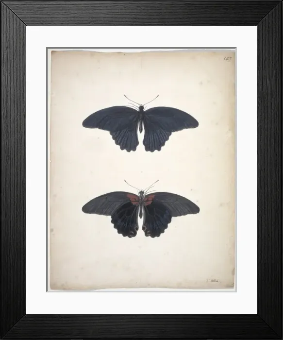 Framed Print : Unpublished lepidoptera watercolour by Eleazar Albin Framed Print : Unpublished lepidoptera watercolour by Eleazar Albin