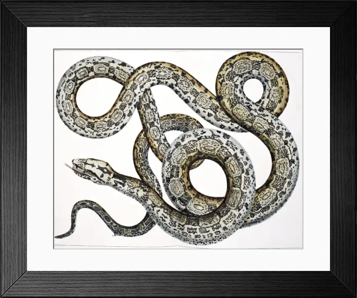 Framed Print : Snake by Albertus Seba Framed Print : Snake by Albertus Seba