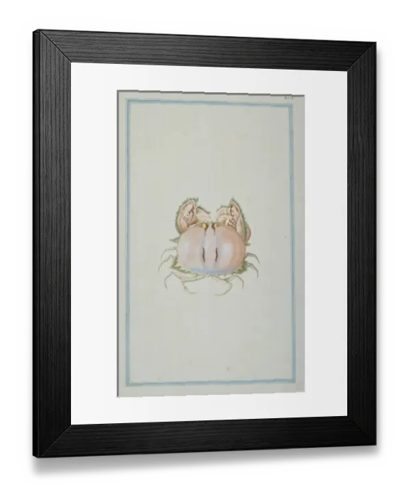 Framed Print : Calappa philargius, box crab Framed Print : Calappa philargius, box crab