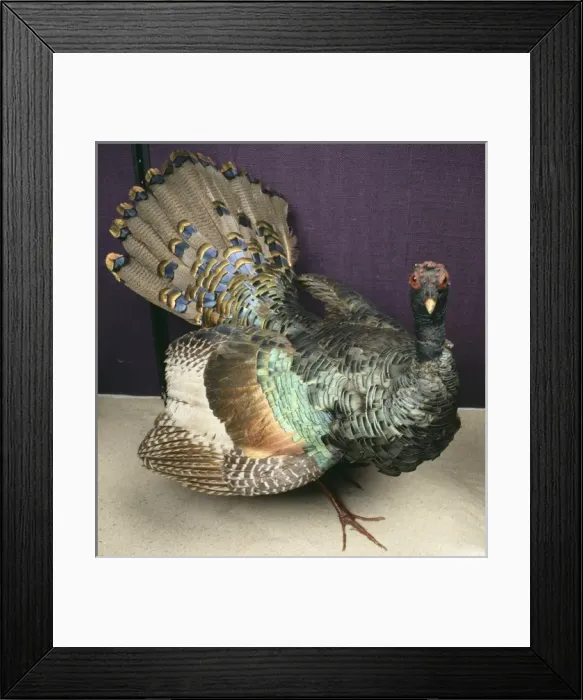 Framed Print : Meleagris ocellata, ocellated turkey Framed Print : Meleagris ocellata, ocellated turkey