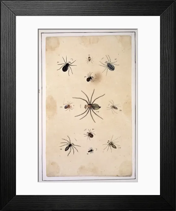 Framed Print : English spiders by Eleazar Albin Framed Print : English spiders by Eleazar Albin