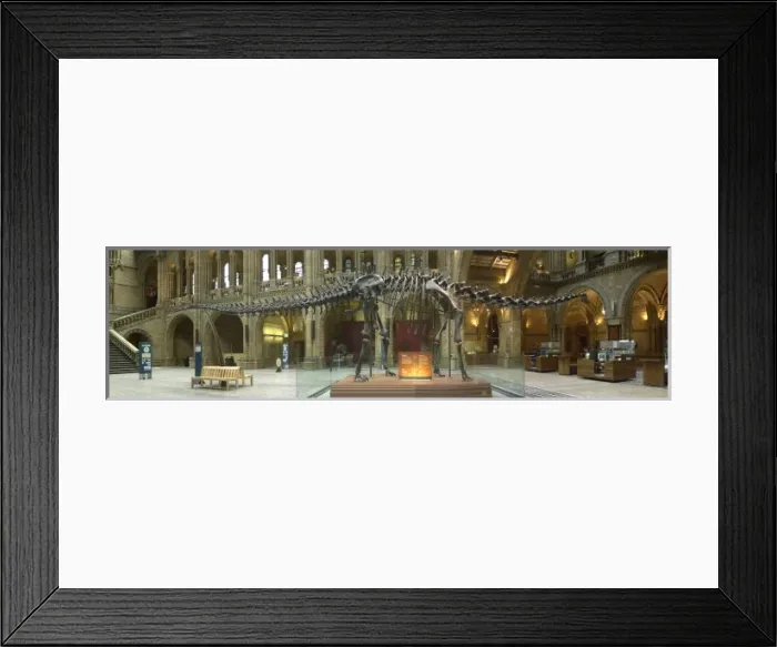 Framed Print : Diplodocus carnegiei Framed Print : Diplodocus carnegiei