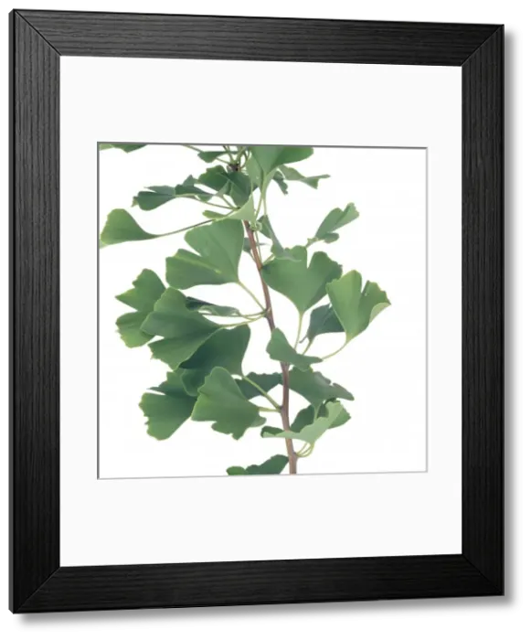 Framed Print : Ginkgo biloba, maidenhair tree Framed Print : Ginkgo biloba, maidenhair tree
