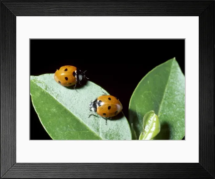 Framed Print : Coccinella 7-punctata, ladybirds Framed Print : Coccinella 7-punctata, ladybirds