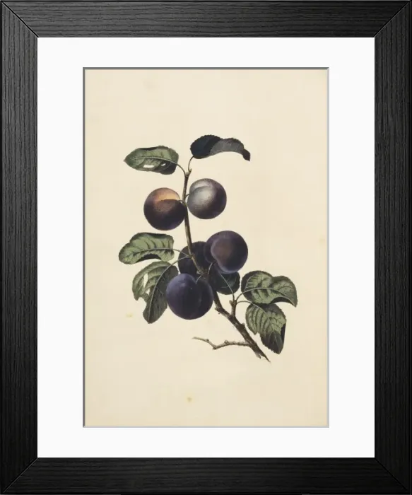 Framed Print : Prunus domestica, plum tree Framed Print : Prunus domestica, plum tree