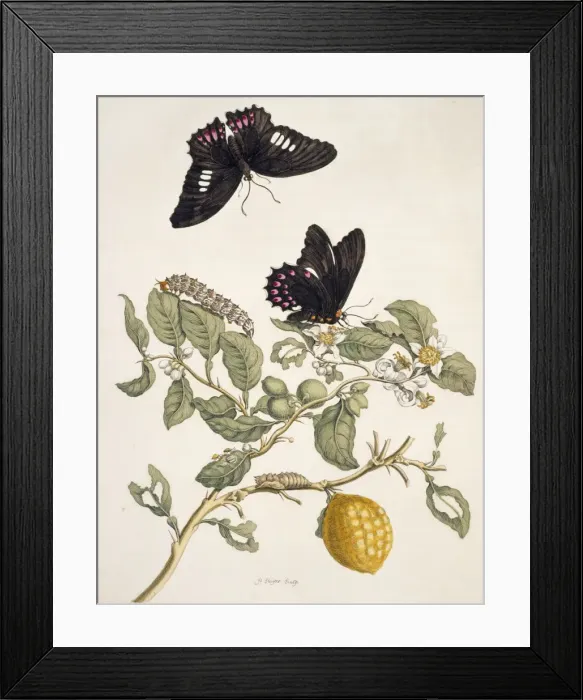 Framed Print : Insects of Surinam Framed Print : Insects of Surinam