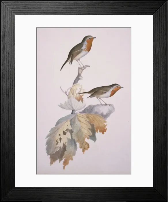 Framed Print : Erithacus rubecula, European Robin Framed Print : Erithacus rubecula, European Robin
