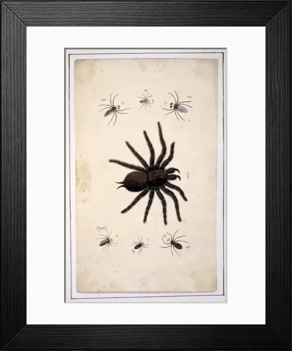 Framed Print : English spiders by Eleazar Albin Framed Print : English spiders by Eleazar Albin