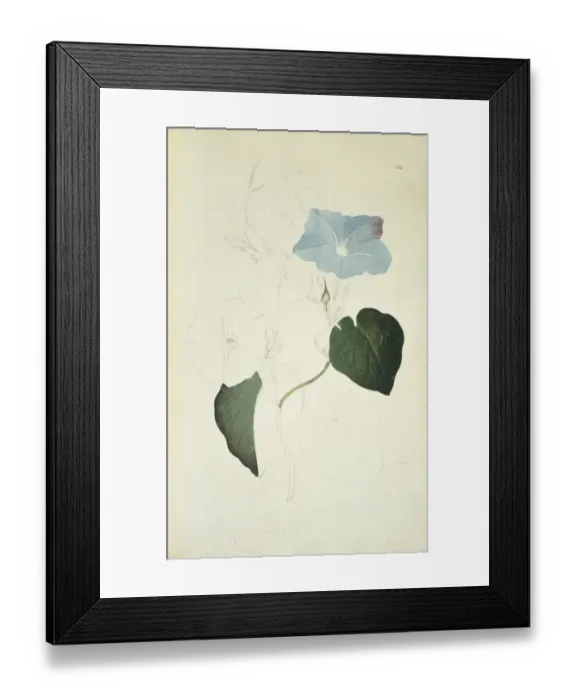 Framed Print : Ipomea indica, blue morning glory Framed Print : Ipomea indica, blue morning glory