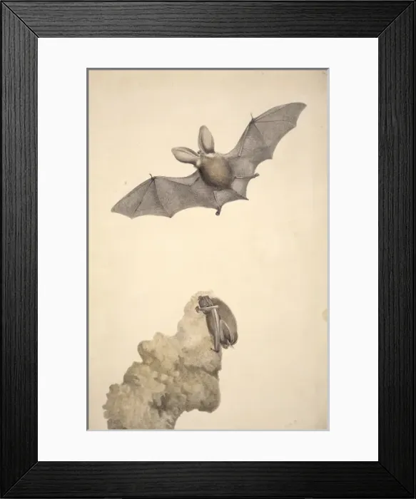 Framed Print : Plecotus auritus, brown long-eared bat Framed Print : Plecotus auritus, brown long-eared bat