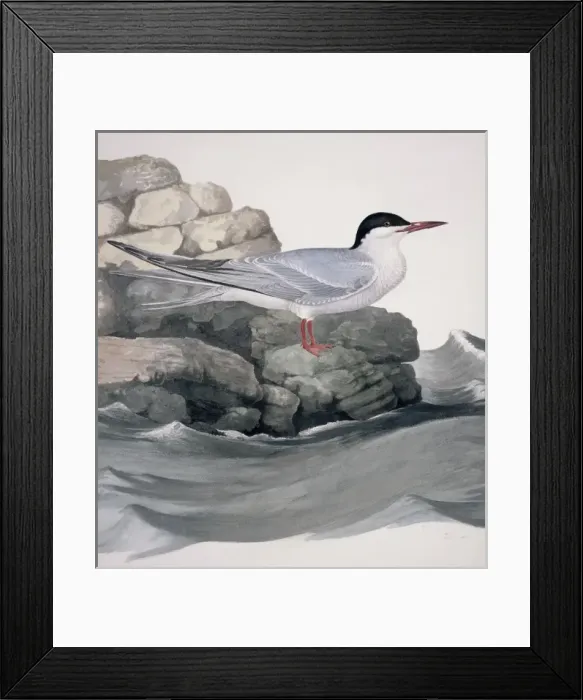 Framed Print : Sterna hirundo, common tern Framed Print : Sterna hirundo, common tern