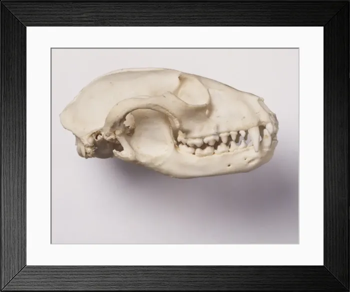 Framed Print : Procyon lotor, common raccoon Framed Print : Procyon lotor, common raccoon