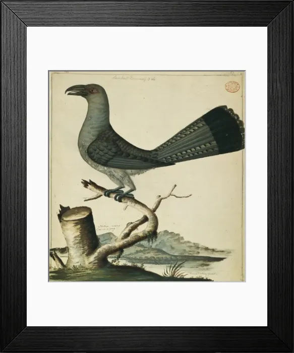 Framed Print : Scythrops novaehollandiae, channel-billed cuckoo Framed Print : Scythrops novaehollandiae, channel-billed cuckoo