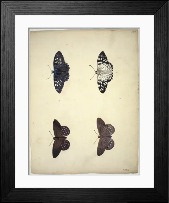 Framed Print : Unpublished lepidoptera watercolour by Eleazar Albin Framed Print : Unpublished lepidoptera watercolour by Eleazar Albin