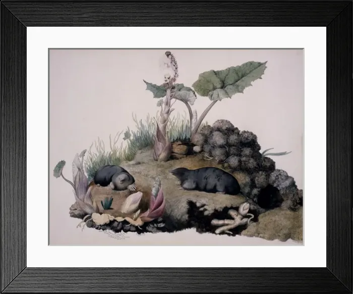 Framed Print : Talpa europaea, European mole Framed Print : Talpa europaea, European mole