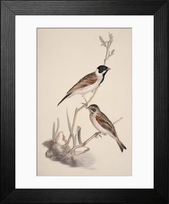 Framed Print : Emberiza schoeniclus, reed bunting Framed Print : Emberiza schoeniclus, reed bunting
