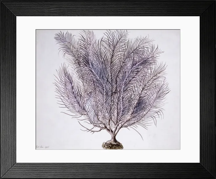 Framed Print : Gorgonian coral Framed Print : Gorgonian coral