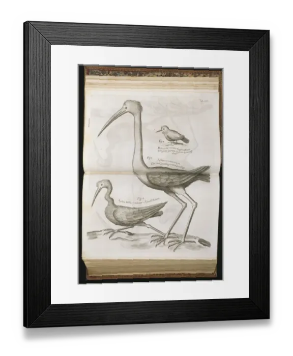 Framed Print : Bird illustration from Sir Hans Sloanes Natural History of Framed Print : Bird illustration from Sir Hans Sloanes Natural History of