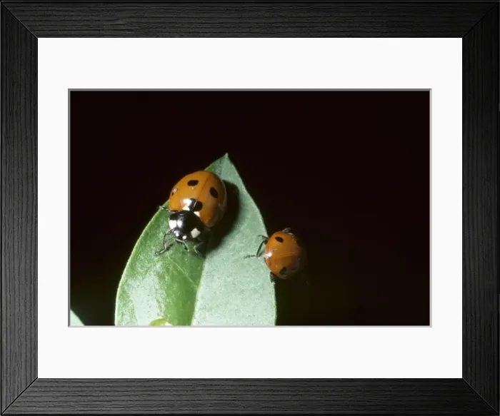 Framed Print : Coccinella 7-punctata, ladybird Framed Print : Coccinella 7-punctata, ladybird