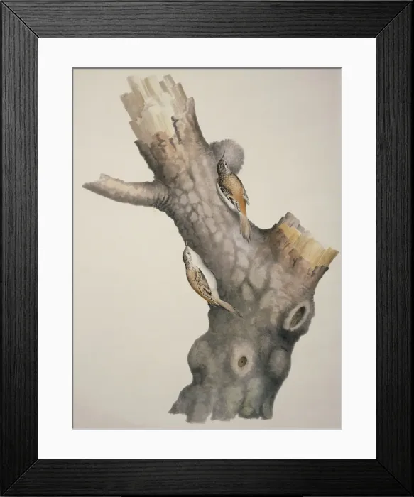 Framed Print : Certhia familiaris, Eurasian treecreeper Framed Print : Certhia familiaris, Eurasian treecreeper
