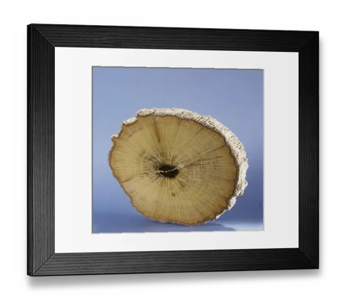 Framed Print : Petrified wood Framed Print : Petrified wood