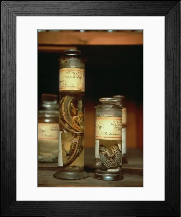 Framed Print : Spirit jars containing small lizards Framed Print : Spirit jars containing small lizards