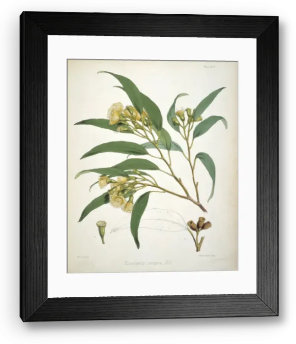 Framed Print : Eucalyptus urnigera, eucalyptus Framed Print : Eucalyptus urnigera, eucalyptus
