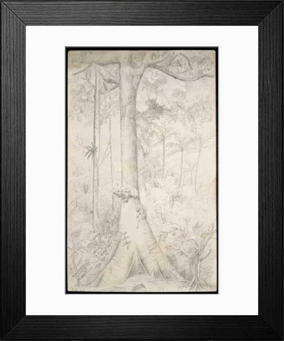 Framed Print : Forest giant sketched near Para Framed Print : Forest giant sketched near Para