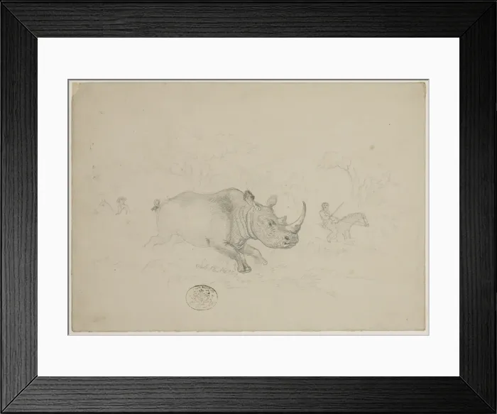 Framed Print : Ceratotherium simum, white rhinoceros Framed Print : Ceratotherium simum, white rhinoceros