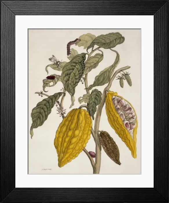 Framed Print : Insects of Surinam Framed Print : Insects of Surinam
