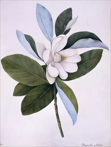 Magnolia virginiana, North American sweet bay