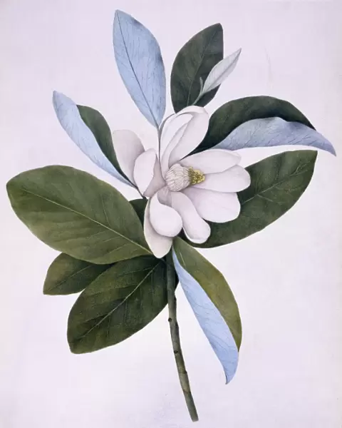Magnolia virginiana, North American sweet bay