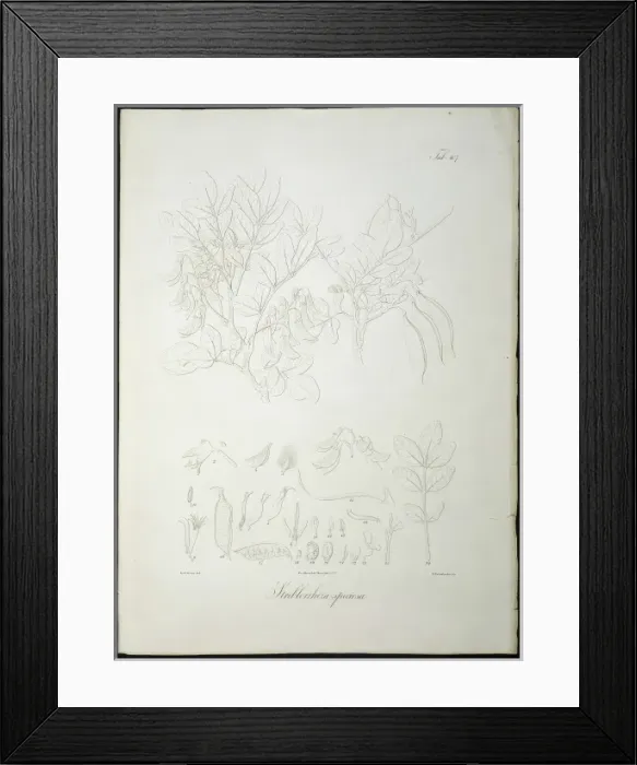 Framed Print : Streblorrhiza speciosa Framed Print : Streblorrhiza speciosa