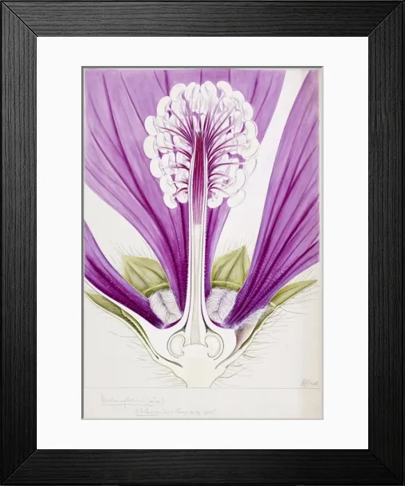 Framed Print : Malva sylvestris, mallow Framed Print : Malva sylvestris, mallow