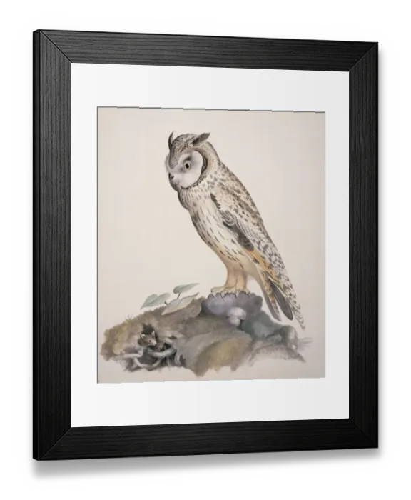 Framed Print : Asio otus, long-eared owl Framed Print : Asio otus, long-eared owl