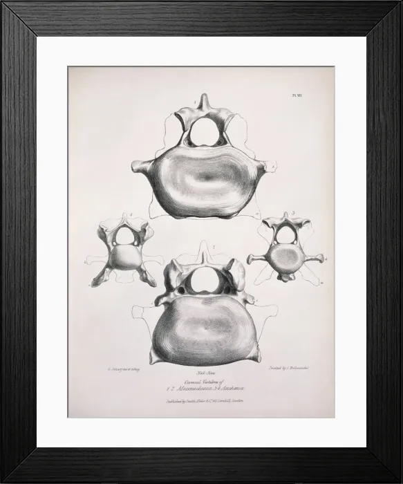 Framed Print : Macrauchenia patachonica and Auchenia llama
